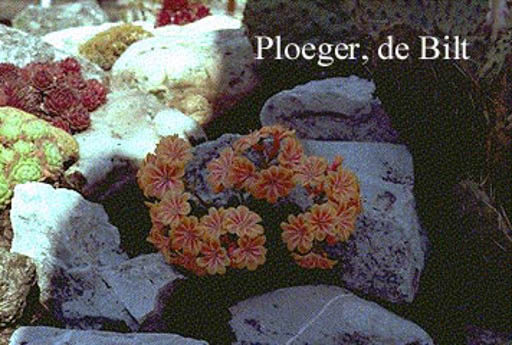 Lewisia 'Sunset Hybrids'