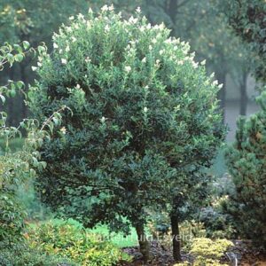Ligustrum japonicum 'Korean Dwarf'