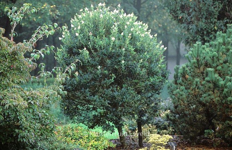 Ligustrum japonicum 'Korean Dwarf'