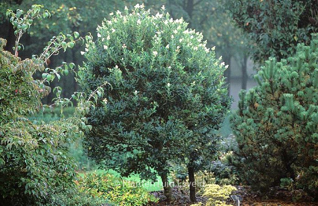 Ligustrum japonicum 'Korean Dwarf'