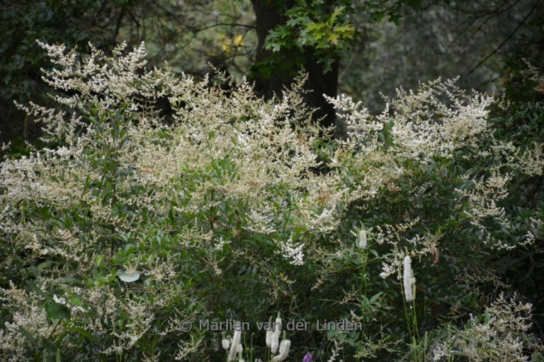 Ligustrum quihoui