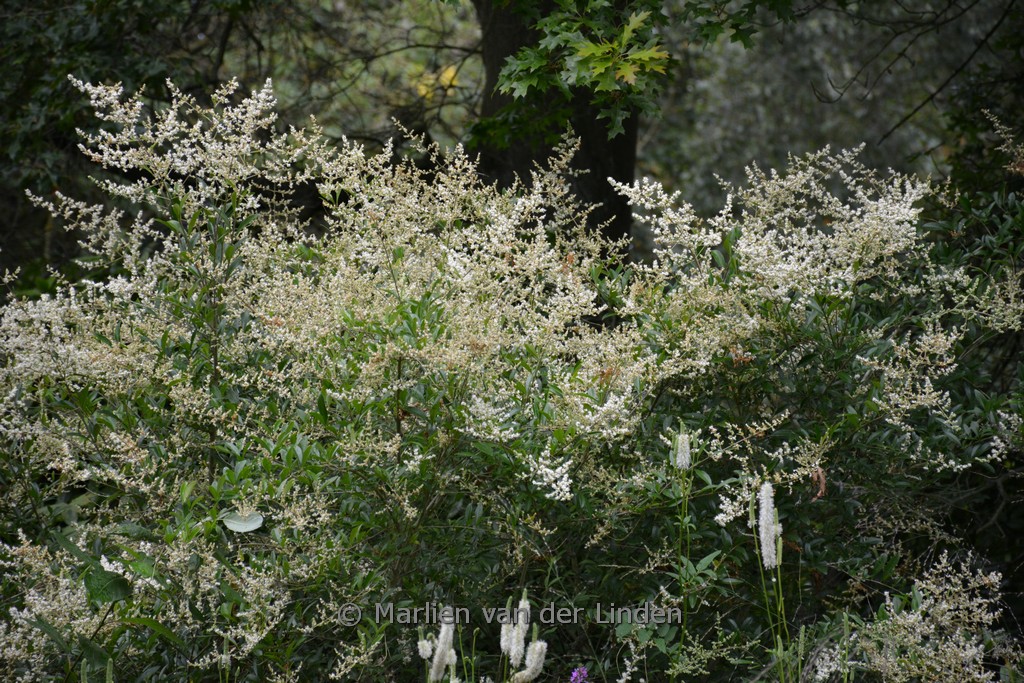 Ligustrum quihoui
