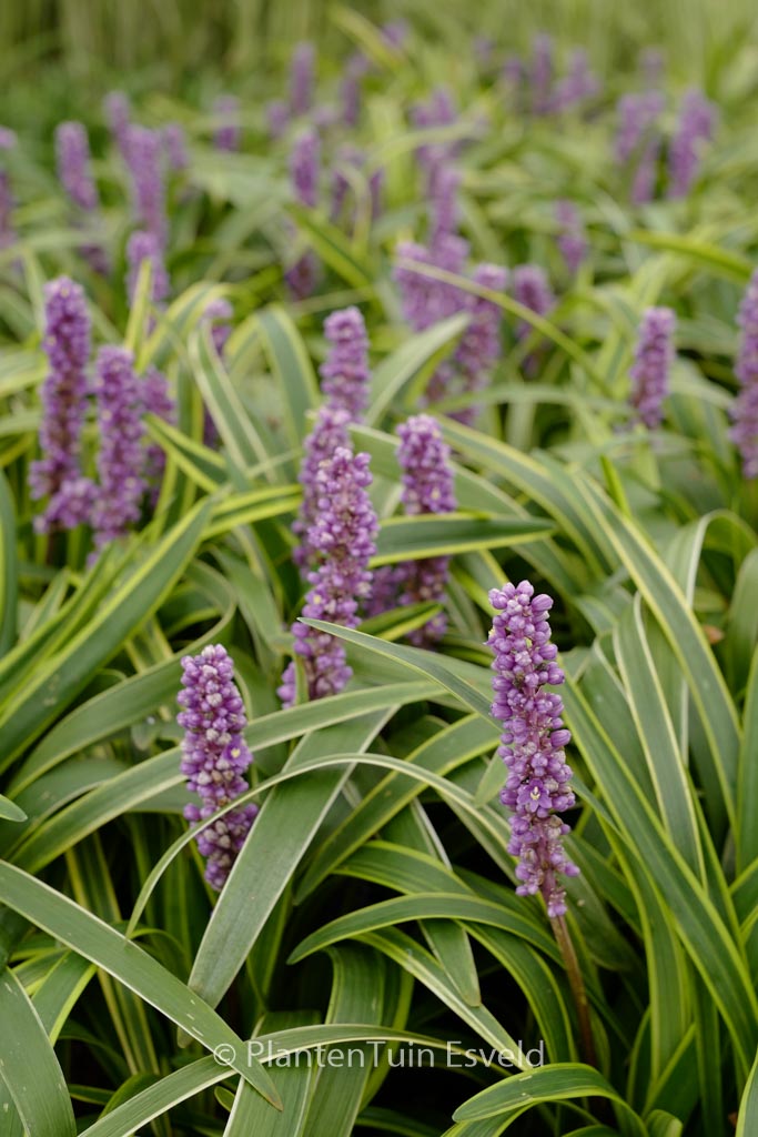 Liriope muscari 'Gold Banded'