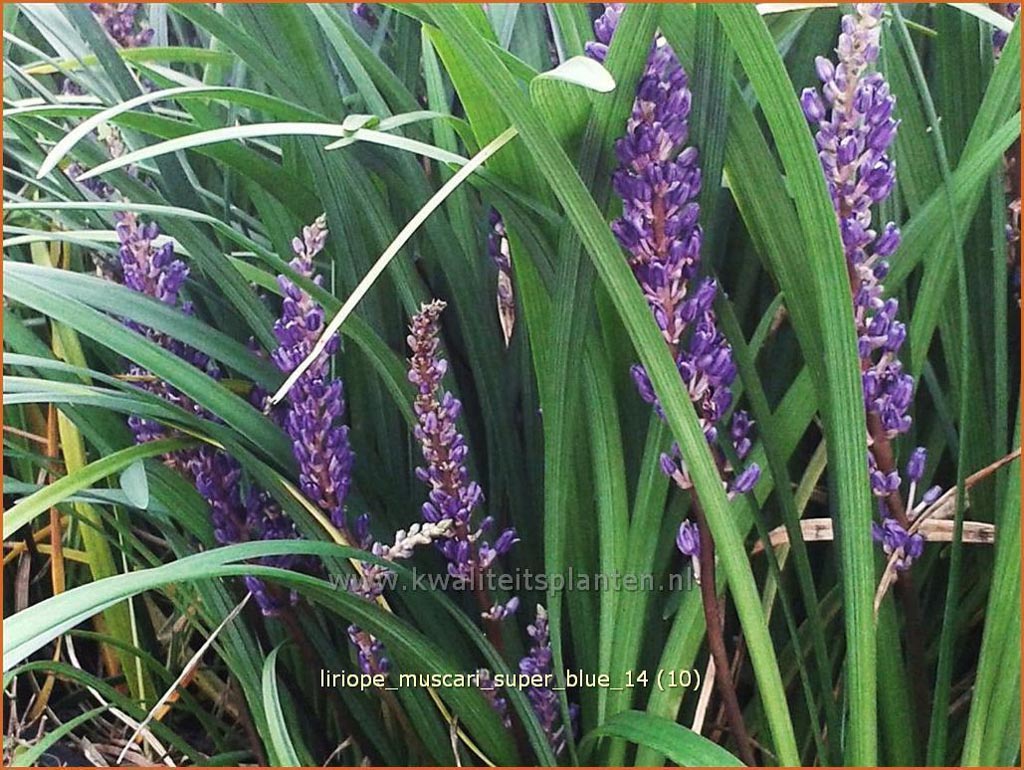 Liriope muscari 'Super Blue'