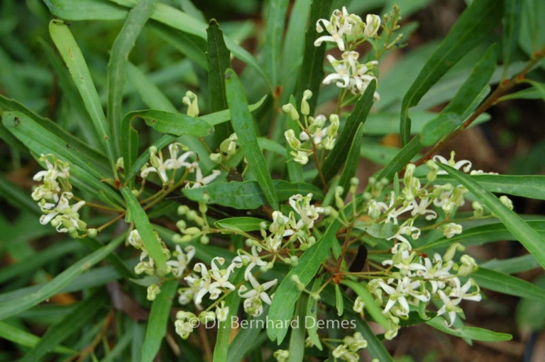 Lomatia myricoides