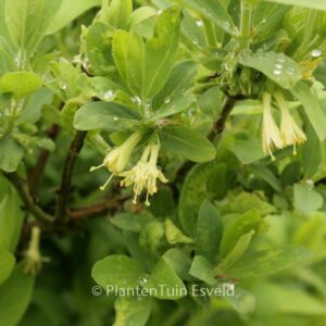 Lonicera caerulea var. kamtschatica