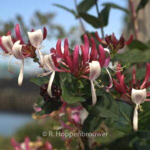 Lonicera periclymenum 'Inov 86' (CAPRILIA IMPERIAL)