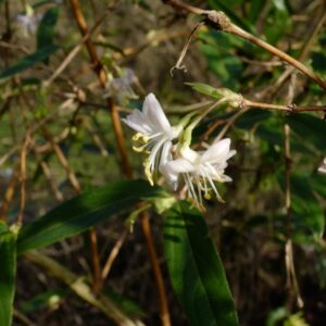 Lonicera standishii 'Budapest'