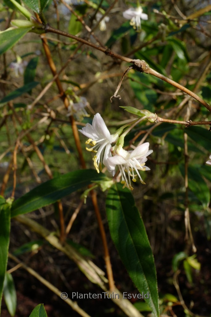Lonicera standishii 'Budapest'