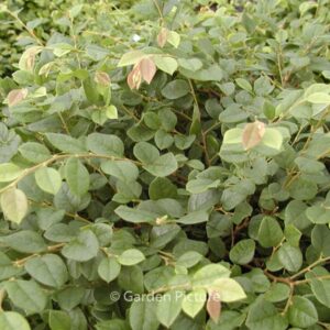 Loropetalum chinense 'Snow Dance'