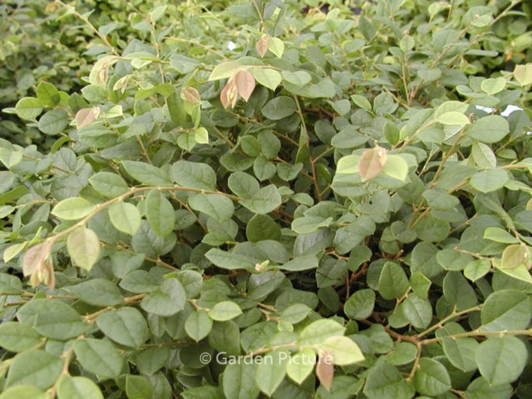 Loropetalum chinense 'Snow Dance'