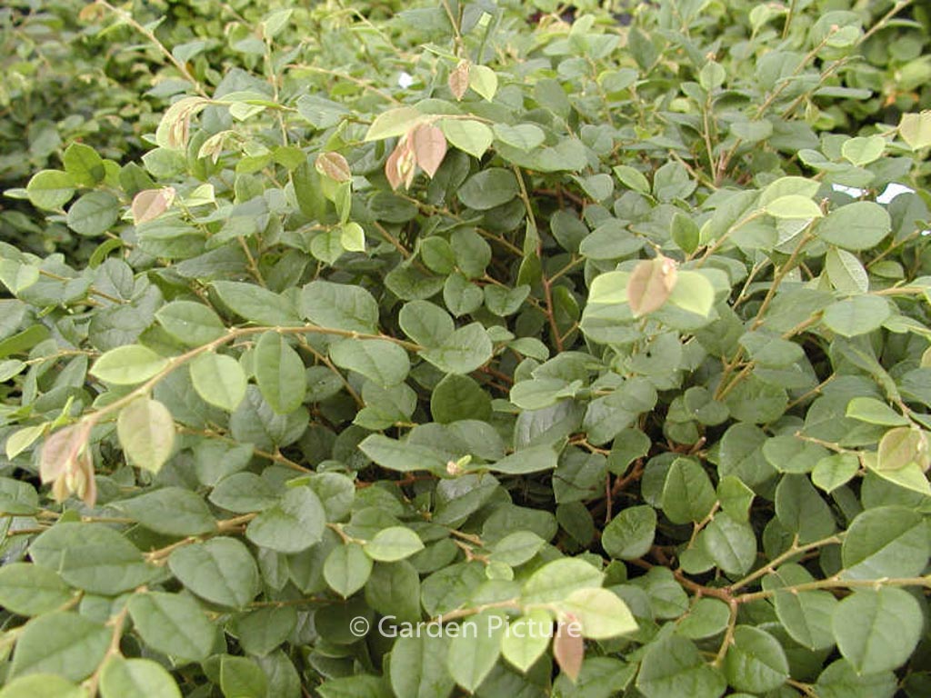 Loropetalum chinense 'Snow Dance'