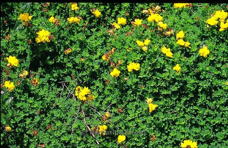 Lotus corniculatus 'Pleniflorus'