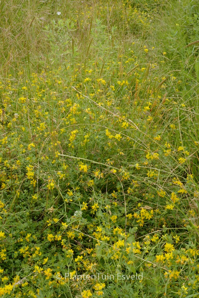 Lotus uliginosis