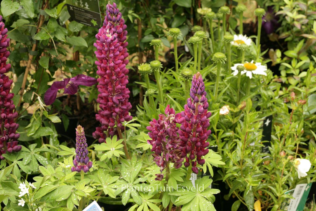 Lupinus 'Masterpiece' (WESTCOUNTRY SERIES)