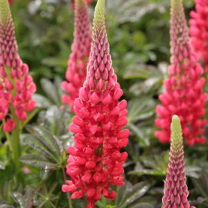 Lupinus 'Red Rum' (WESTCOUNTRY SERIES)