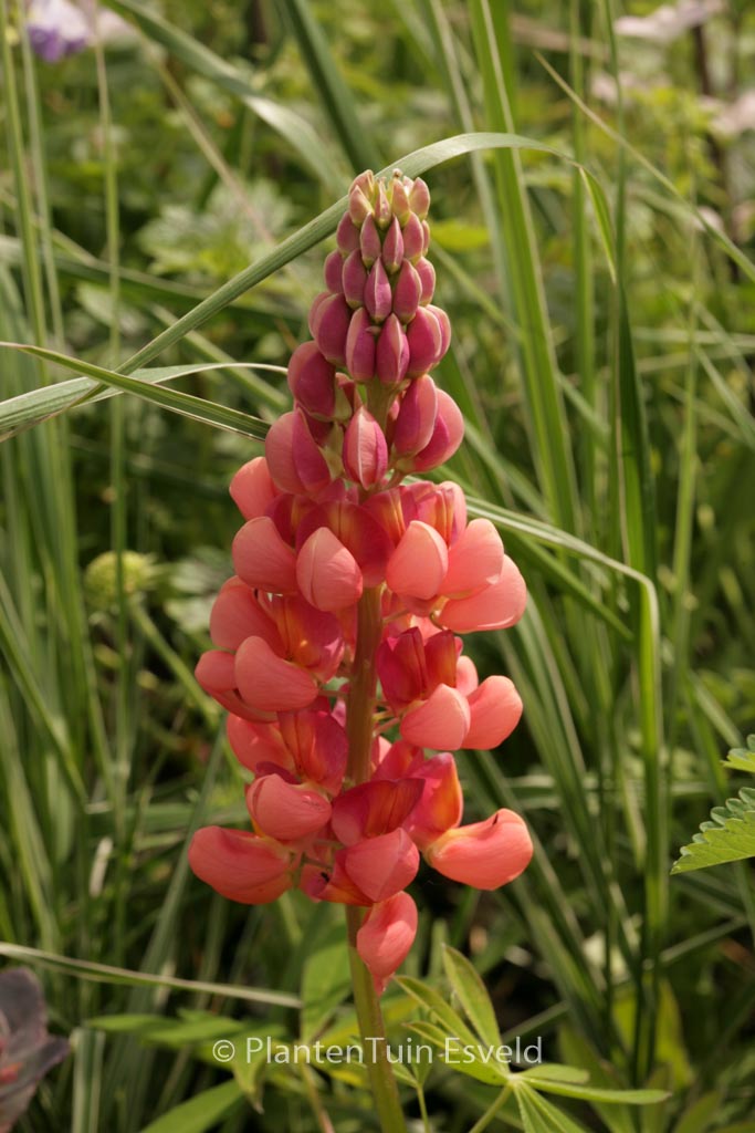 Lupinus 'Terracotta'