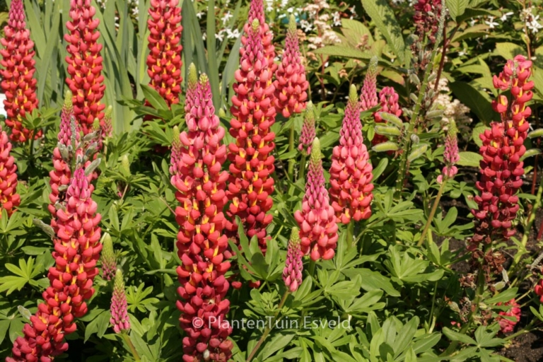 Lupinus 'Towering Inferno' (WEST COUNTRY SERIE)