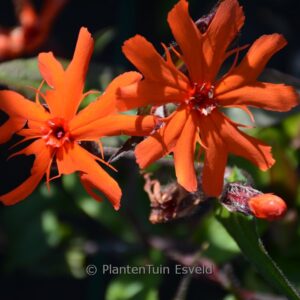 Lychnis arkwrightii 'Vesuvius'