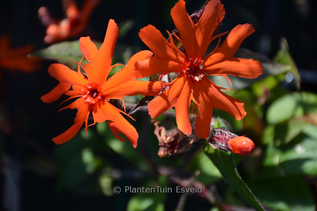 Lychnis arkwrightii 'Vesuvius'
