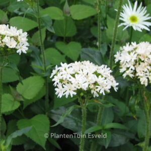 Lychnis chalcedonica 'Alba'
