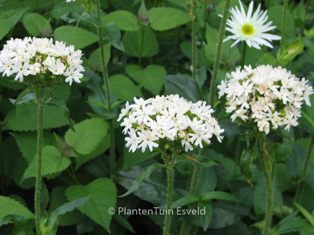 Lychnis chalcedonica 'Alba'