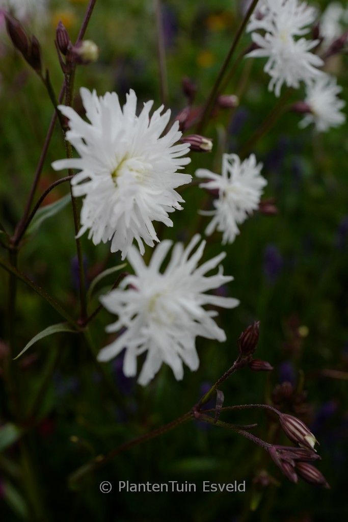 Lychnis flos-cuculi 'White Robin'