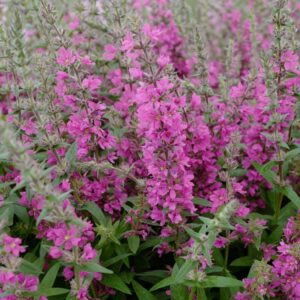 Lythrum salicaria 'Pink Blush'