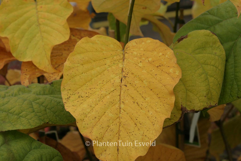 Magnolia acuminata 'Blue Opal'