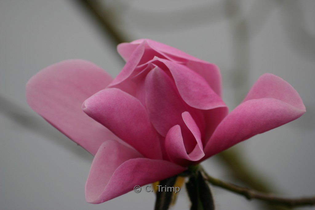 Magnolia dawsoniana