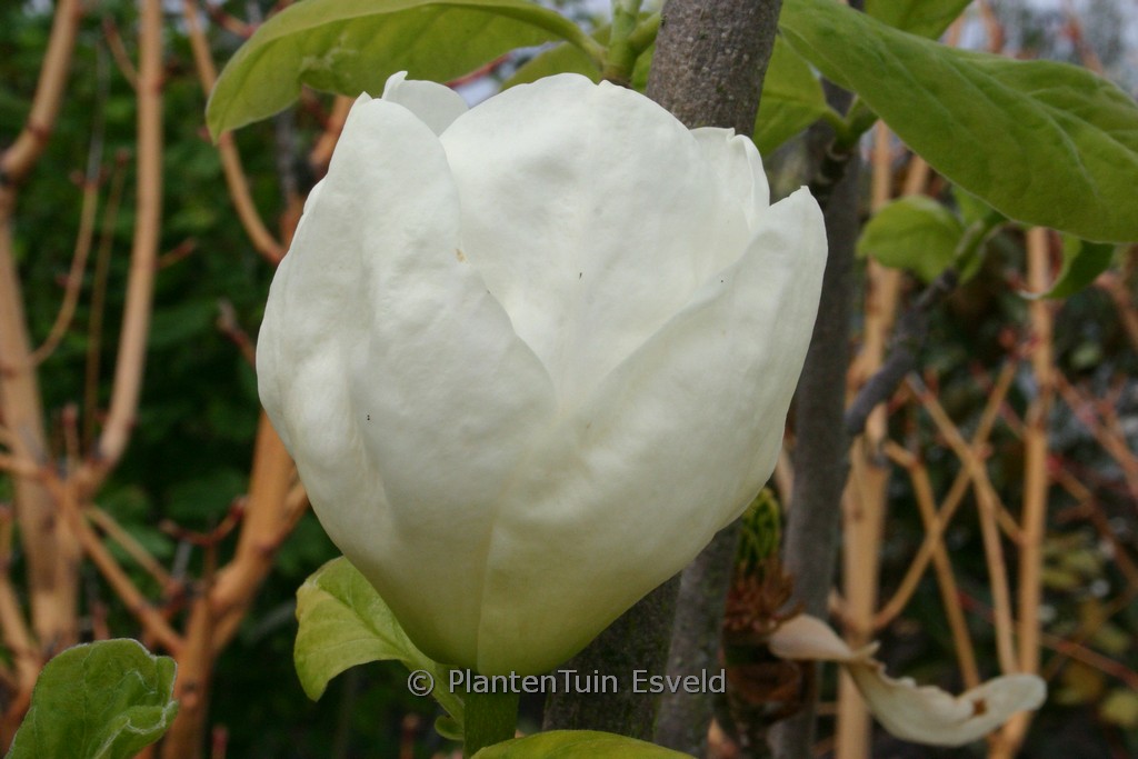 Magnolia 'Gold Cup'