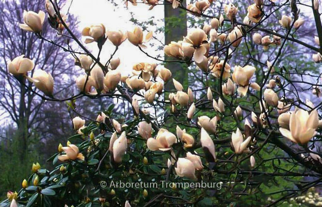 Magnolia 'Manchu Fan'