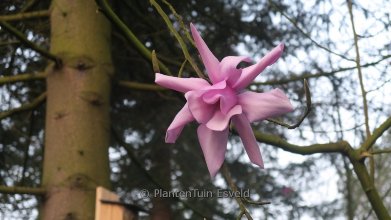 Magnolia sargentiana 'Blood Moon'