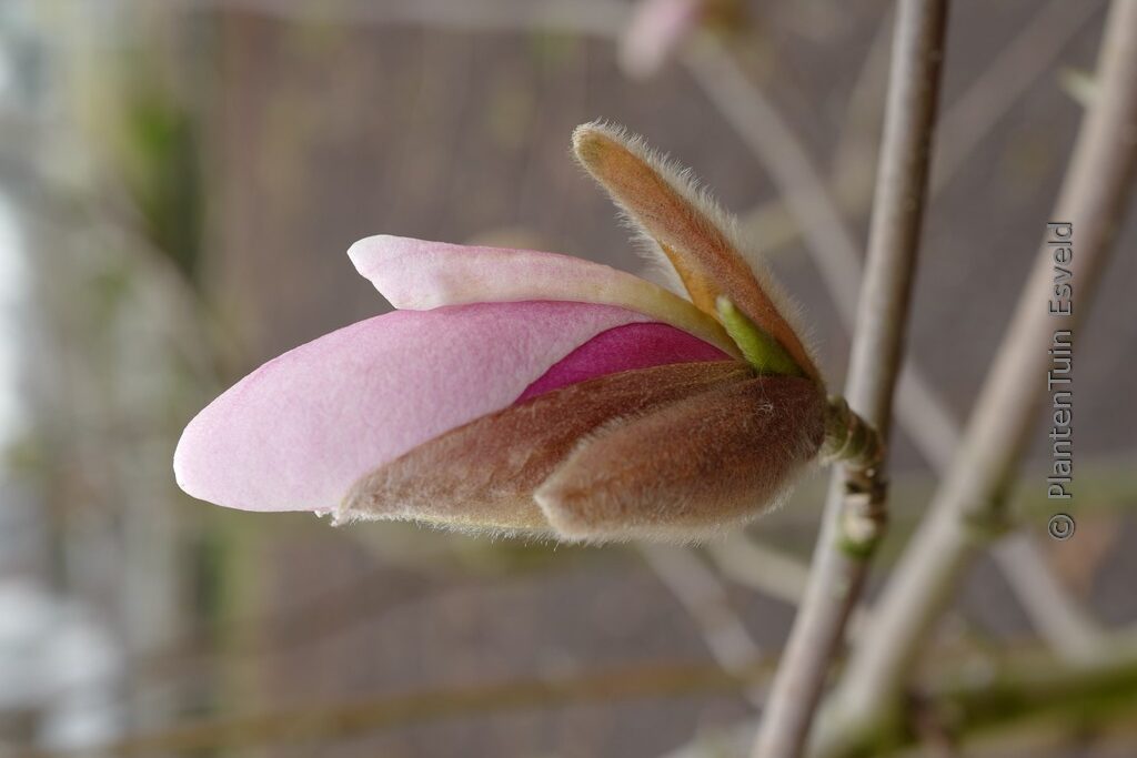 Magnolia 'Soulcamp'