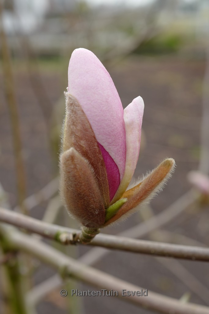 Magnolia 'Soulcamp'