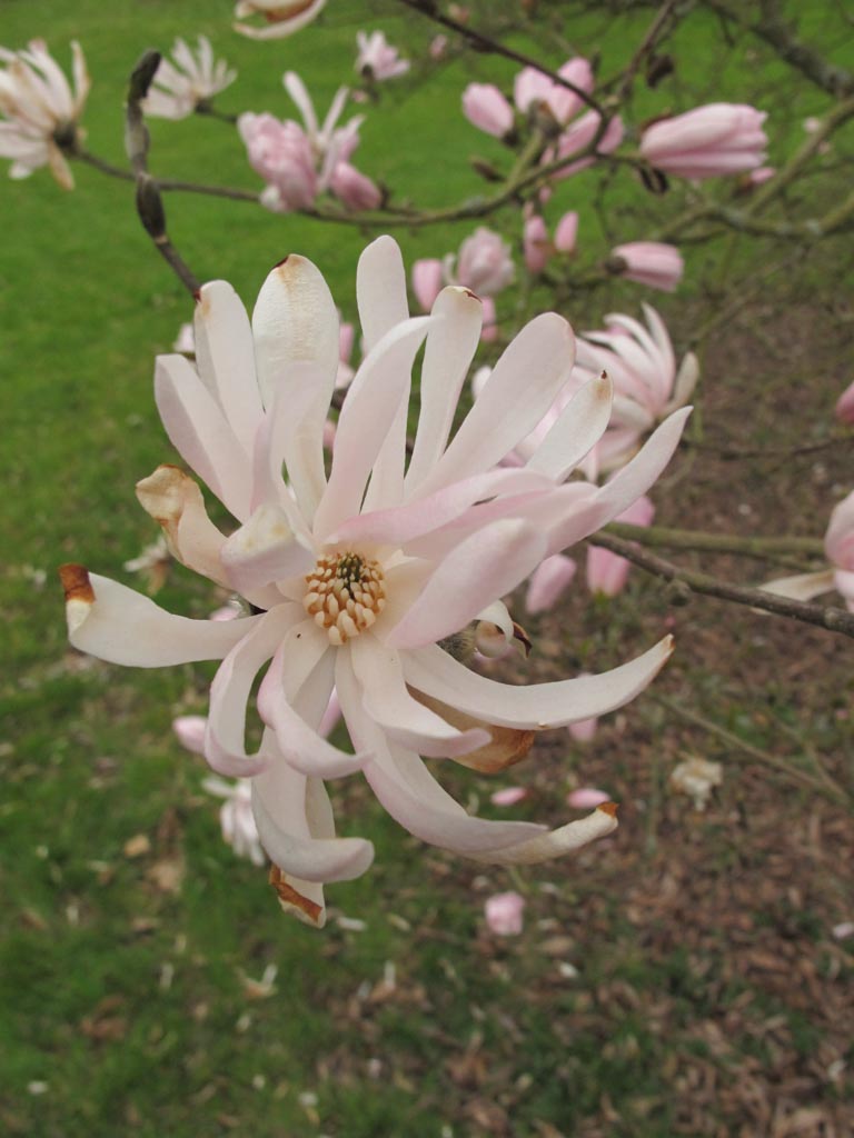 Magnolia stellata 'Jane Platt'