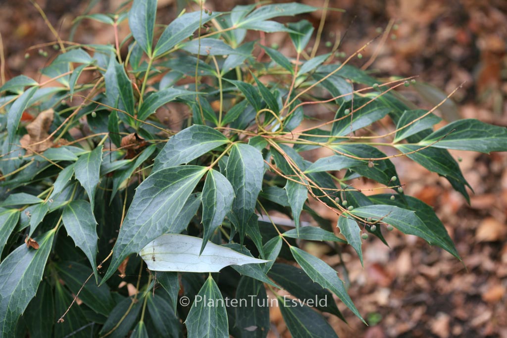 Mahonia gracilipes