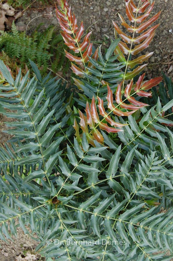 Mahonia longibracteata