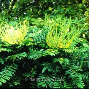 Mahonia media 'Roundwood'