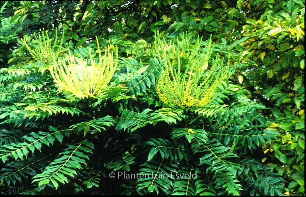 Mahonia media 'Roundwood'