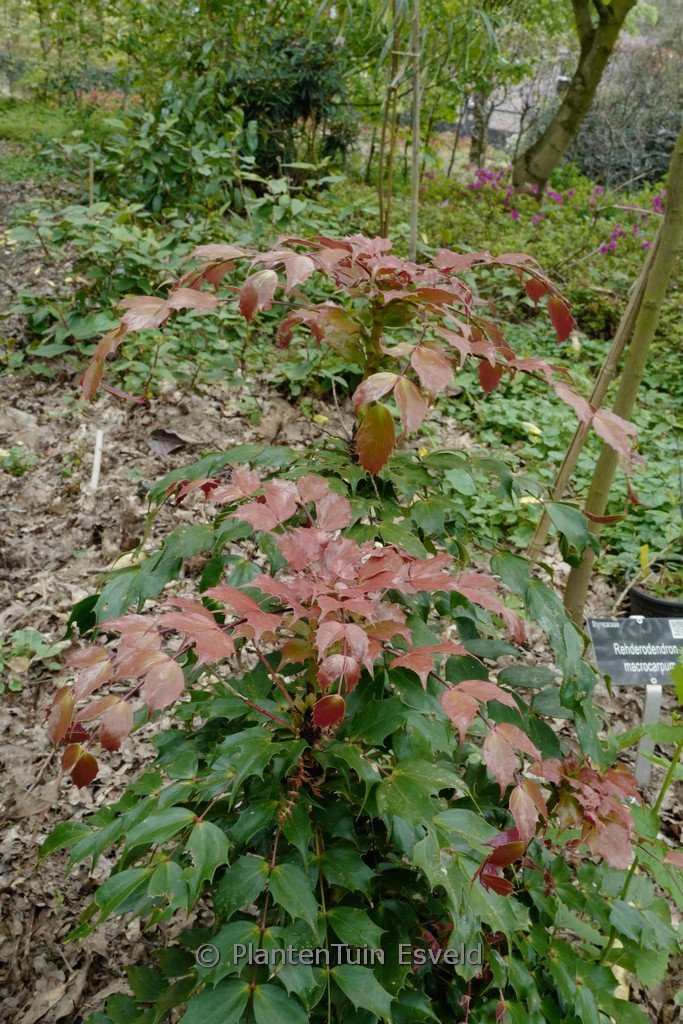 Mahonia nitens
