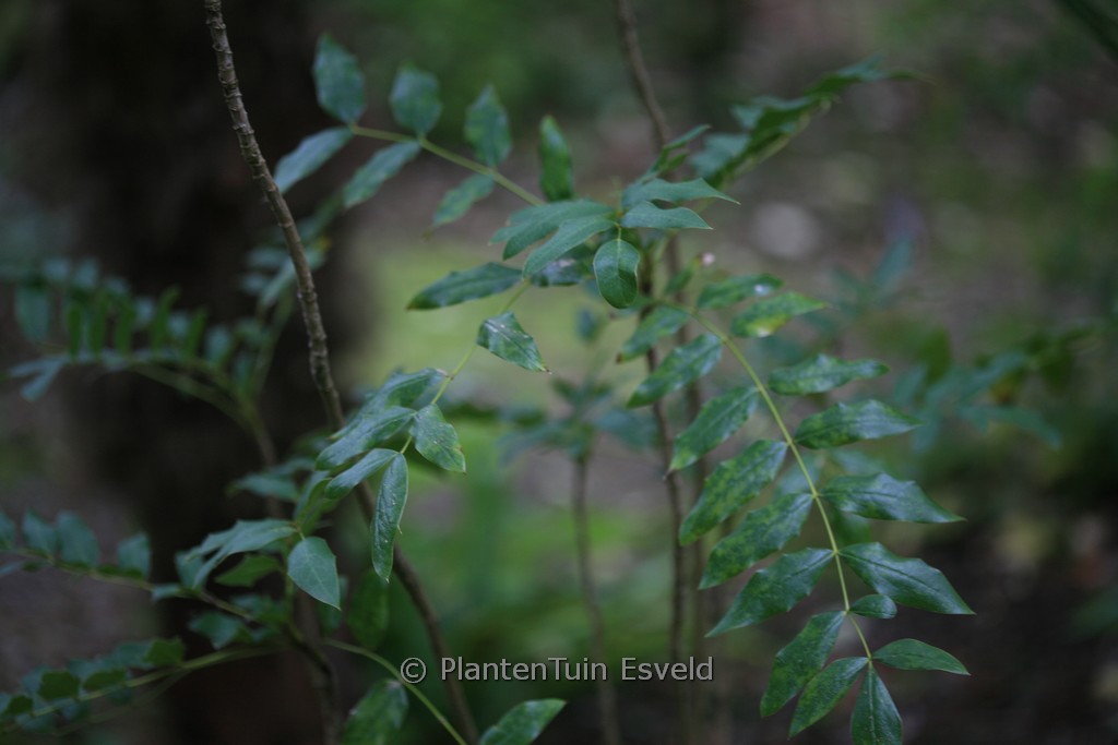 Mahonia pallida