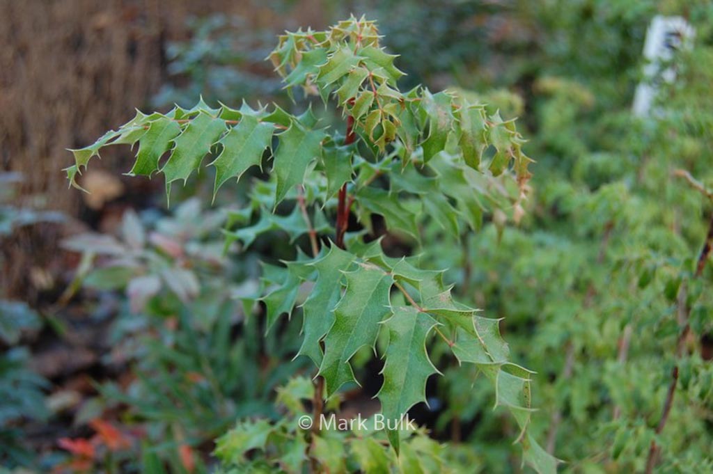 Mahonia pinnata 'Maurice Forster'