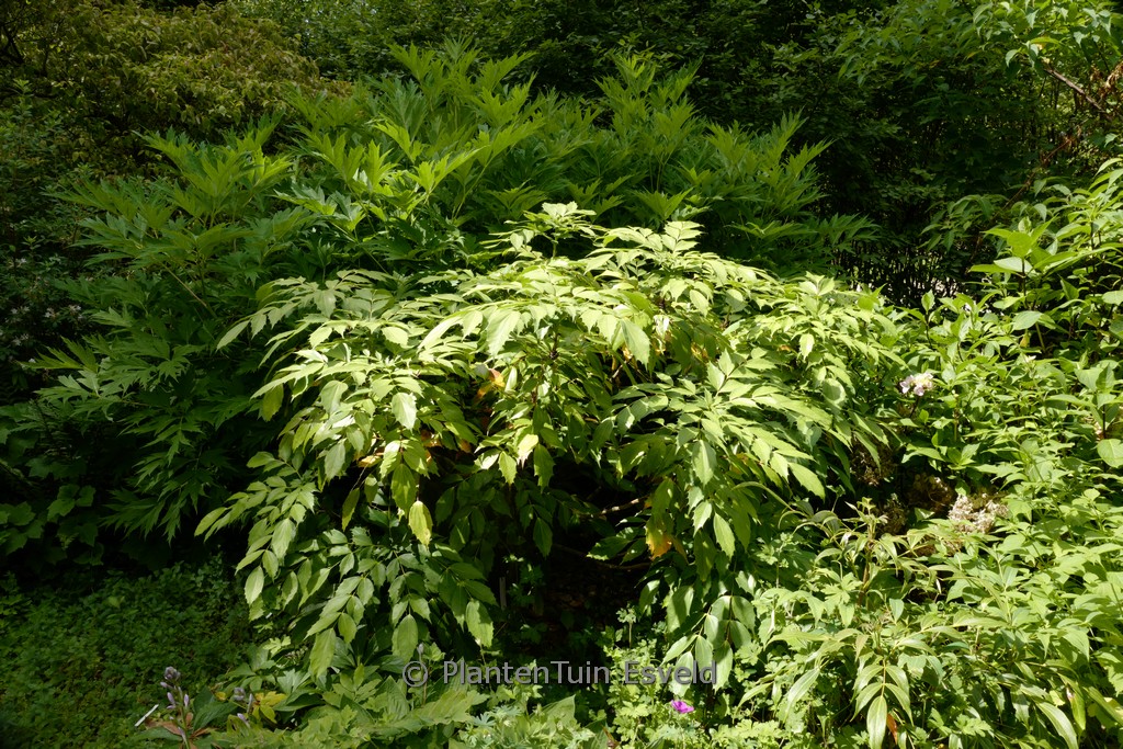 Mahonia savilliana