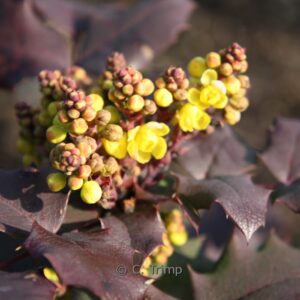 Mahonia wagneri 'Sunset'