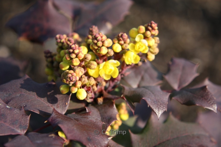 Mahonia wagneri 'Sunset'