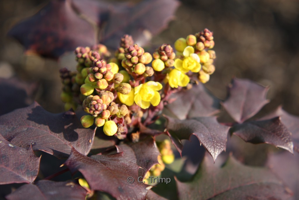 Mahonia wagneri 'Sunset'