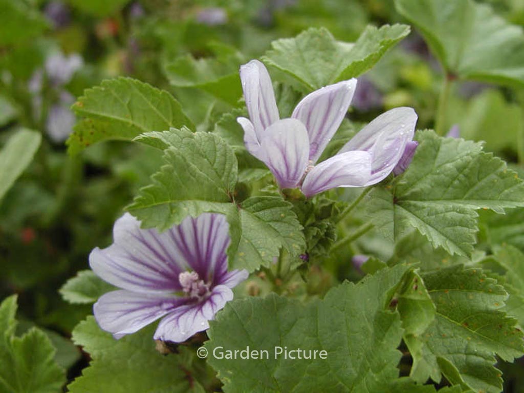 Malva sylvestris 'Dema' (MARINA)