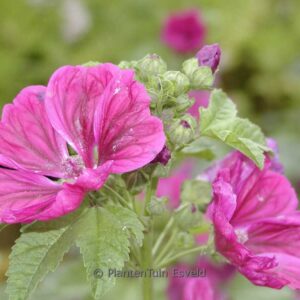 Malva sylvestris var. mauritiana