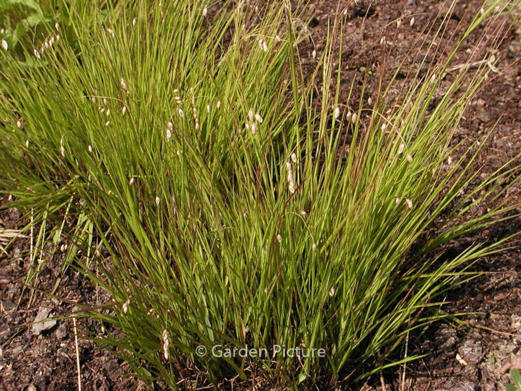Melica nutans